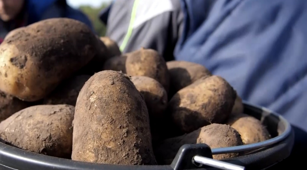 Глава региона сообщает о развитии разных областей экономики