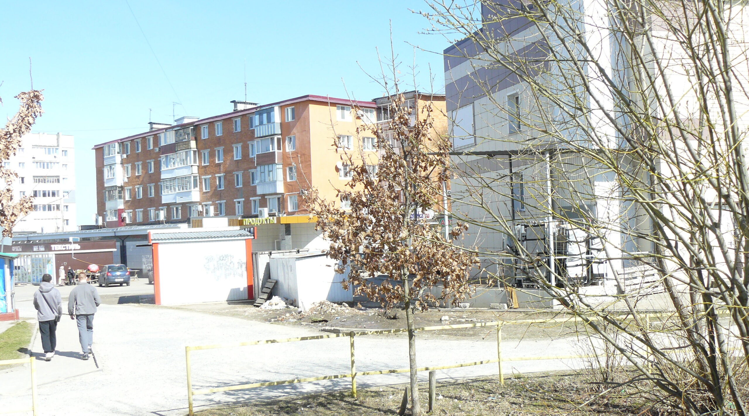 В городе Дятьково растут дубы разной породы