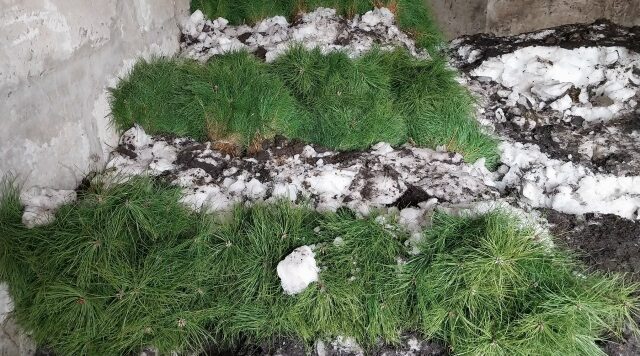 На Брянщине открыт лесокультурный сезон