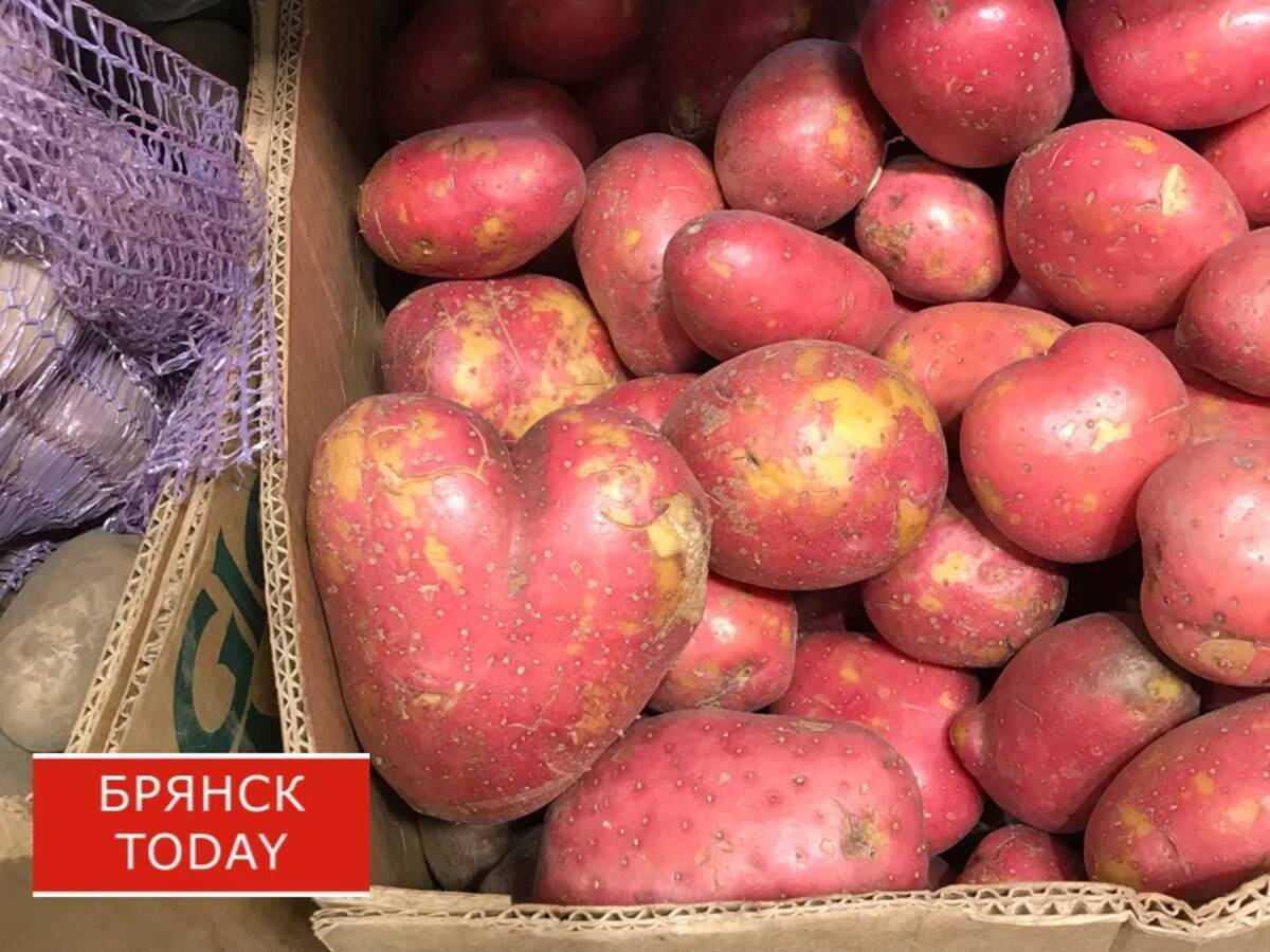 Выращиванием картофеля в Климовском районе занимаются как крупные сельскохозяйственные предприятия, так и индивидуальные предприниматели