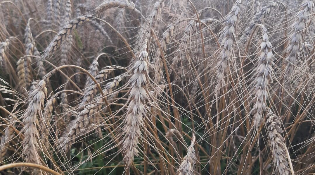 Помощь односельчанам