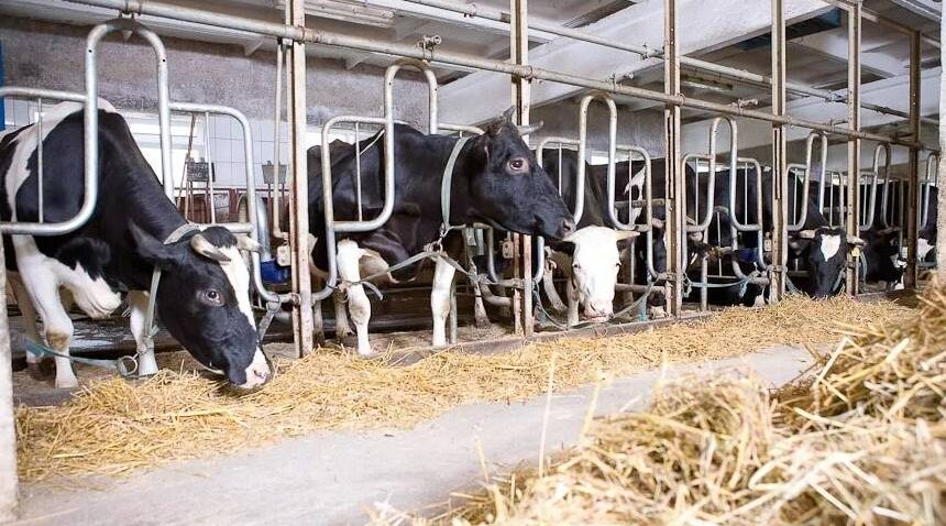 Животноводы Брянщины успешно справляются с морозами