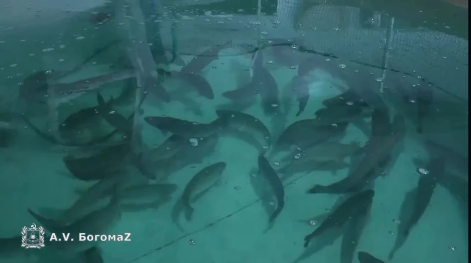 В  Брянской области расширяет производство рыбная ферма «Александрия»